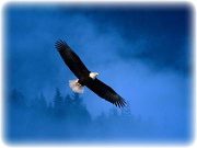 Eagle over fog 076