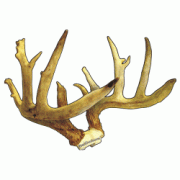 Hunting Antlers Decal Sticker